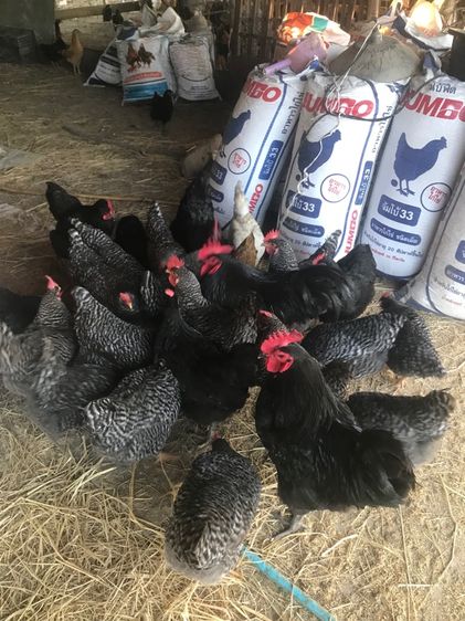 ลูกไก่ออสตาลอป รูปที่ 9