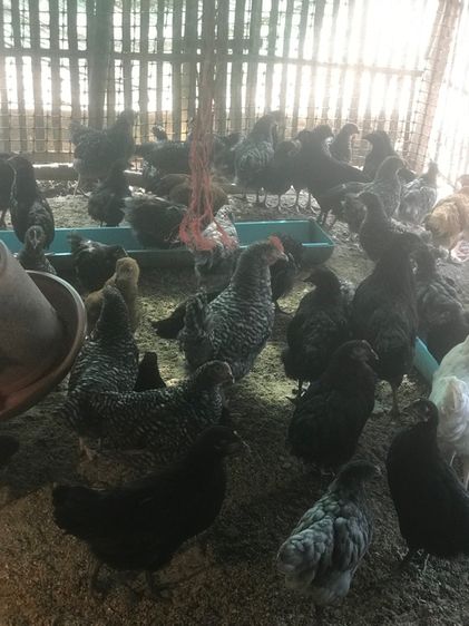 ลูกไก่ออสตาลอป รูปที่ 6