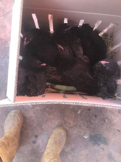 ลูกไก่ออสตาลอป รูปที่ 5