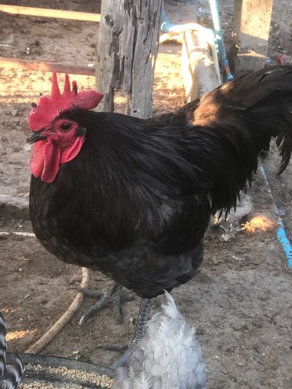 ลูกไก่ออสตาลอป รูปที่ 4