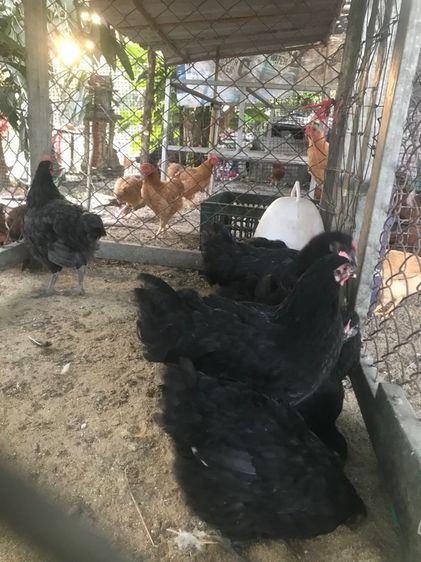 ลูกไก่ออสตาลอป รูปที่ 2