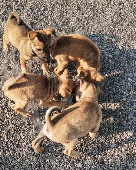 สุนัขพันธุ์ไทย รูปที่ 7