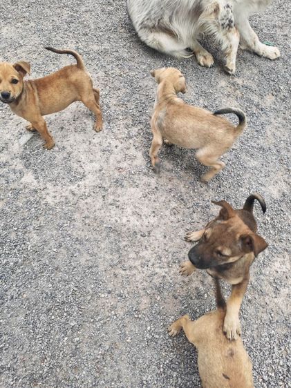 สุนัขพันธุ์ไทย รูปที่ 6