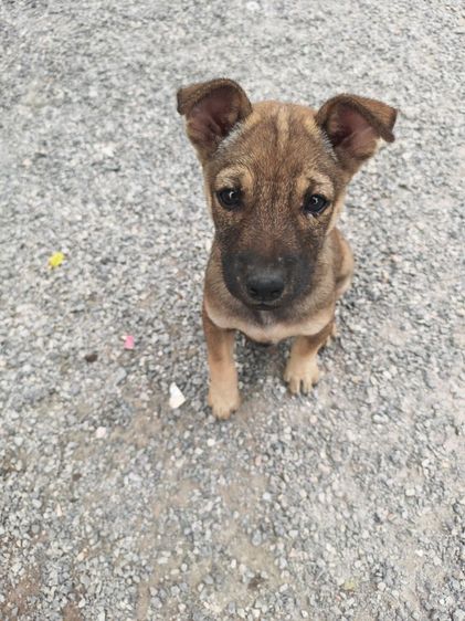 สุนัขพันธุ์ไทย รูปที่ 2