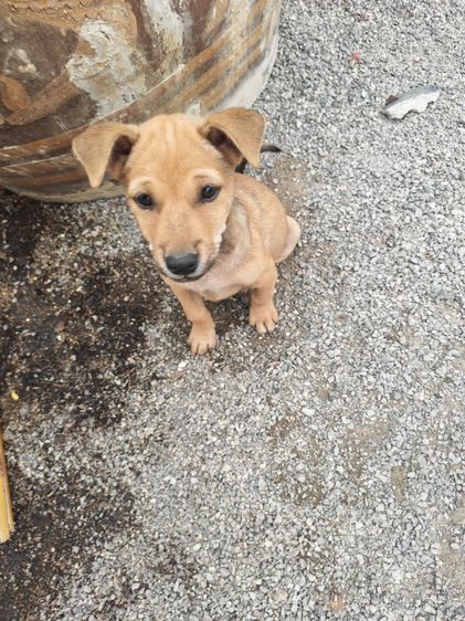 สุนัขพันธุ์ไทย รูปที่ 3