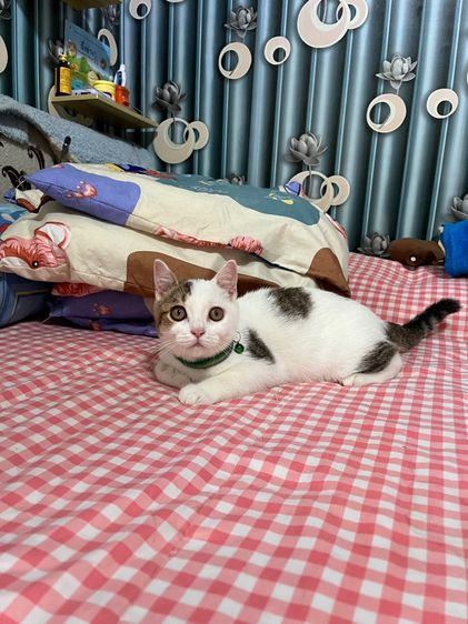 ดช สก็อตติช รูปที่ 3