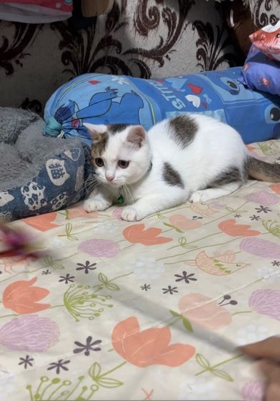 ดช สก็อตติช รูปที่ 6