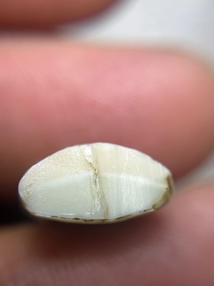 เปิดเสือ รูปที่ 6