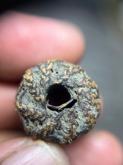 เปิดตะกรุดพิศมรใบลานบางปืน(มีสินค้าหลายรายการกดเข้ามาดูในโปรไฟล์ได้เลยครับ)