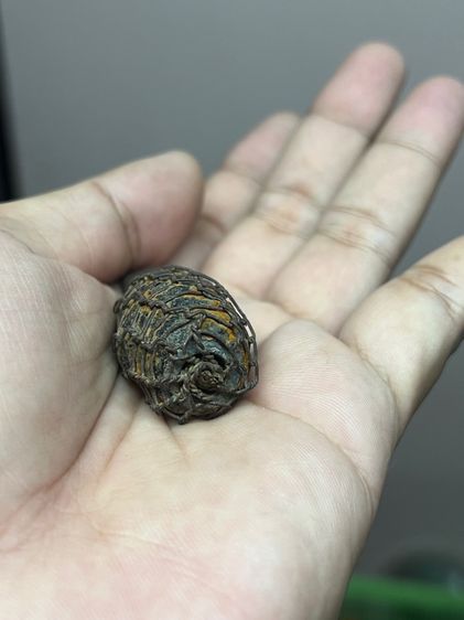 เปิดลูกสะกดไม่ทราบที่(มีสินค้าหลายรายการกดเข้ามาดูในโปรไฟล์ได้เลยครับ) รูปที่ 8