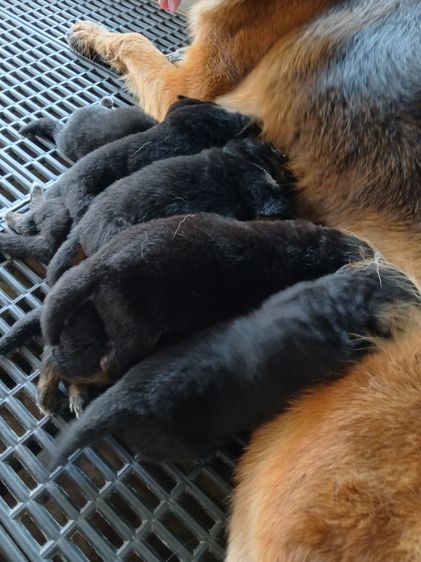 ลูกหมา เยอรมันเชพเพิร์ด k9 พันธุ์แท้ ส่งได้ทั่วประเทศ รูปที่ 3