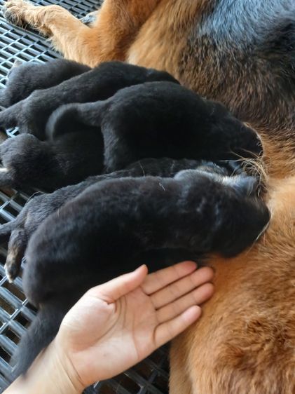 เยอรมันเชพเพิร์ด (German Shepherd) เล็ก ลูกหมา เยอรมันเชพเพิร์ด k9 พันธุ์แท้ ส่งได้ทั่วประเทศ
