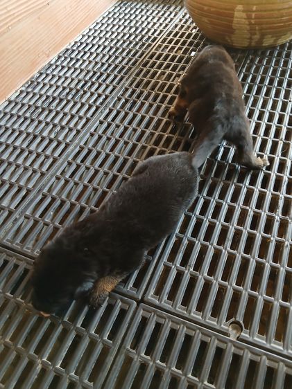 ลูกหมา เยอรมันเชพเพิร์ด k9 พันธุ์แท้ ส่งได้ทั่วประเทศ รูปที่ 7