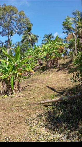 ใช่ ที่ดินเกาะสมุย แม่น้ำ  รูปที่ 3