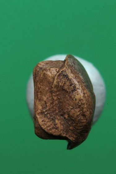 พระรอดค่ะ รูปที่ 5