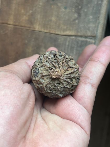 ตะกรุดไม้ครูดอกใหญ่ไม่ทราบที่(มีสินค้าหลายรายการกดเข้ามาดูในโปรไฟล์ได้เลยครับ) รูปที่ 3