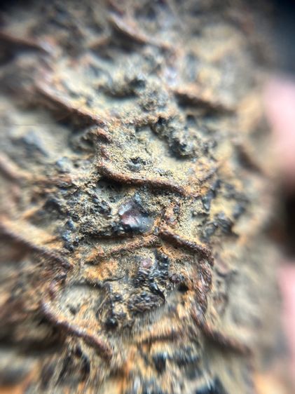 ตะกรุดไม้ครูดอกใหญ่ไม่ทราบที่(มีสินค้าหลายรายการกดเข้ามาดูในโปรไฟล์ได้เลยครับ) รูปที่ 7