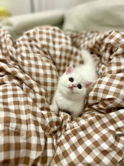 เด็กหญิง มันช์กิ้นขาสั้น สีขาว รูปที่ 3