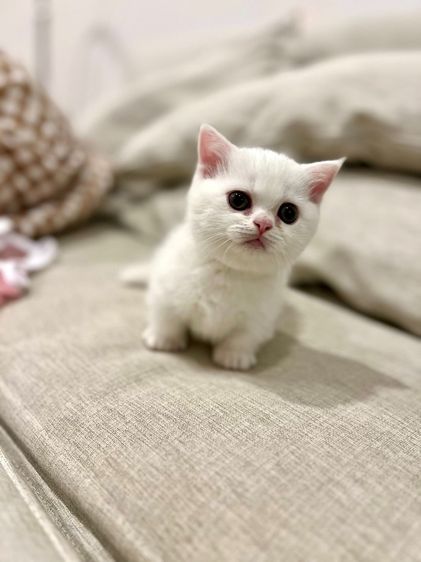 เด็กหญิง มันช์กิ้นขาสั้น สีขาว รูปที่ 5