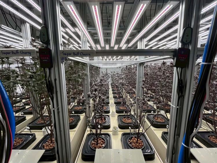 ไฟปลูกต้นไม้ รุ่น MG4 CH 1000W 10 บาร์ รูปที่ 3