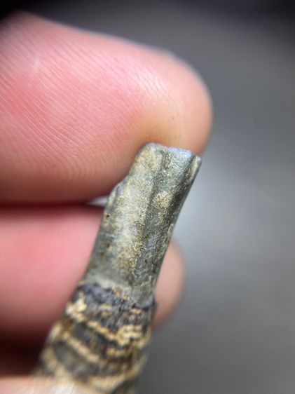 เปิดตะกรุดไม่ทราบที่ยาว 1.8 นิ้ว (มีสินค้าหลายรายการกดเข้ามาดูในโปรไฟล์ได้เลยครับ) รูปที่ 7