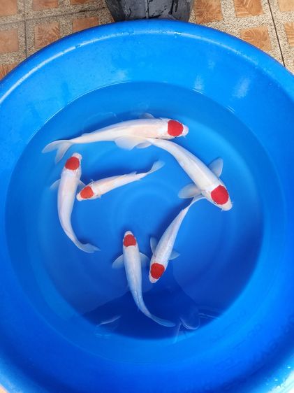 ปลาคาร์ฟตันโจ ตันโจกินริน พร้อมเซอร์ รูปที่ 5