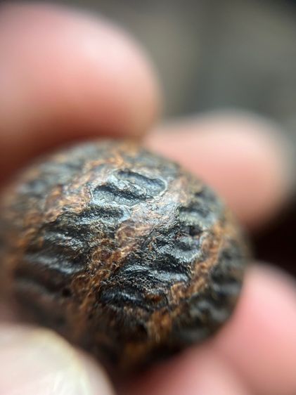 เบี้ยแก้ไม่ทราบที่ปรอทวิ่ง (มีสินค้าหลายรายการกดเข้ามาดูในโปรไฟล์ได้เลยครับ) รูปที่ 8