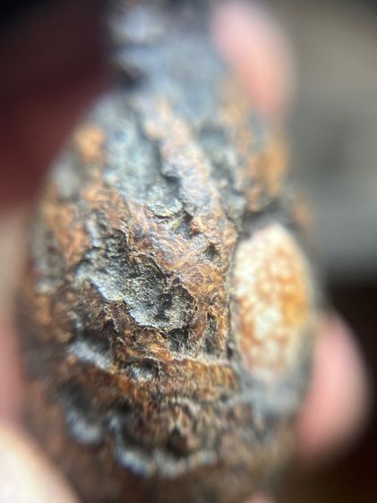 เบี้ยแก้ไม่ทราบที่ปรอทวิ่ง (มีสินค้าหลายรายการกดเข้ามาดูในโปรไฟล์ได้เลยครับ) รูปที่ 6