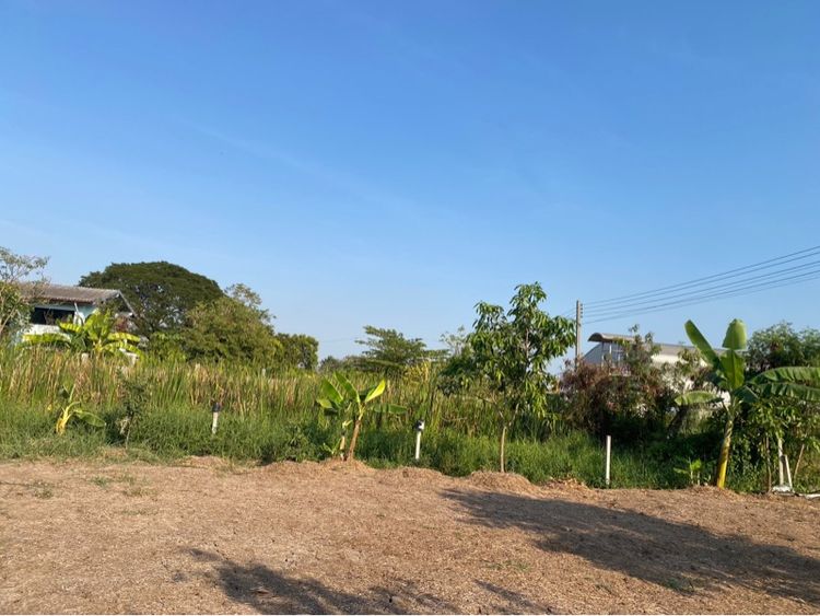 ใช่ ขายที่ดิน100 ตรว รูปที่ 4