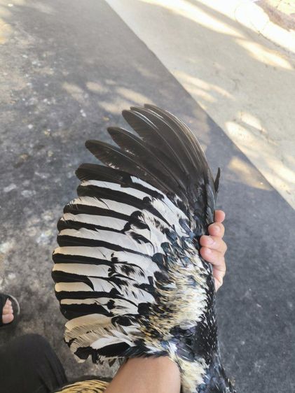 ไก่พม่า(มีคลิป) รูปที่ 4