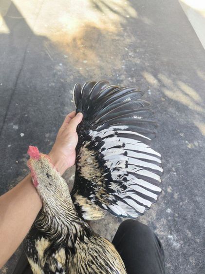 ไก่พม่า(มีคลิป) รูปที่ 3