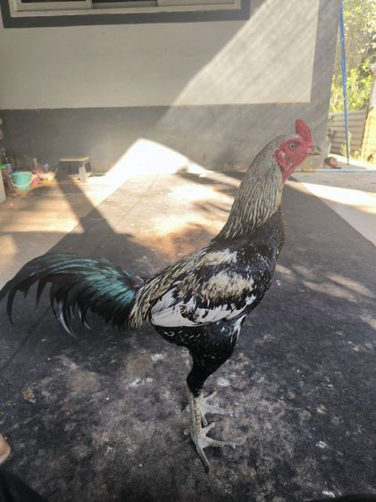 ไก่พม่า(มีคลิป) รูปที่ 2