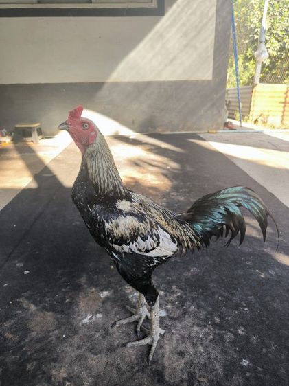 ไก่พม่า(มีคลิป)