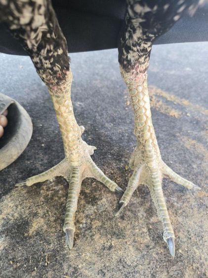 ไก่พม่า(มีคลิป) รูปที่ 5