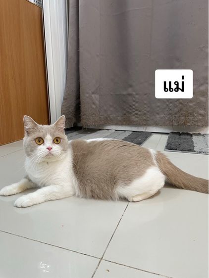 ลูกแมวมันช์กิ้นขาสั้น รูปที่ 10