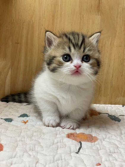 ลูกแมวมันช์กิ้นขาสั้น รูปที่ 8