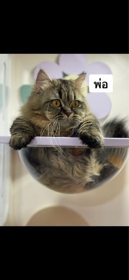 ลูกแมวมันช์กิ้นขาสั้น รูปที่ 9