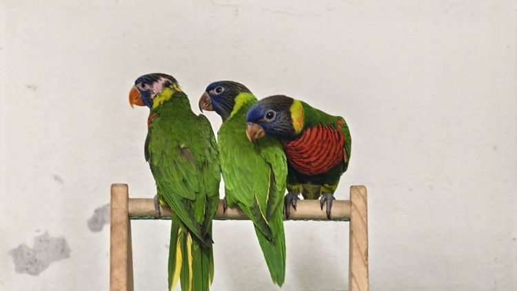 โนรี รูปที่ 2