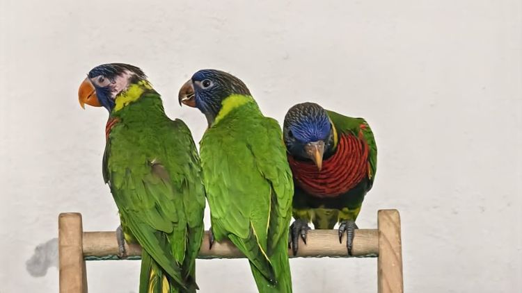 อื่นๆ โนรี