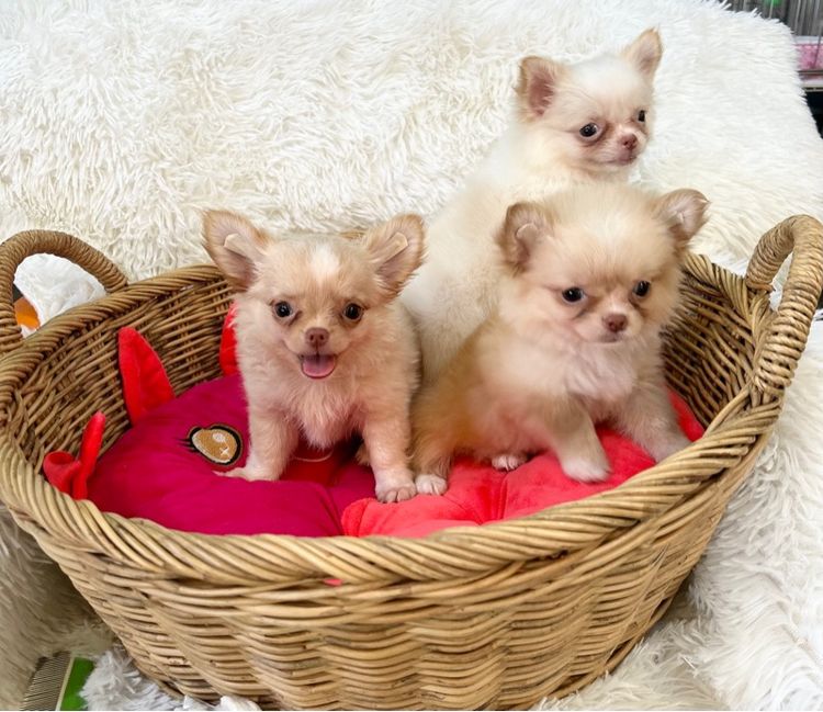 ชิวาวา (Chihuahua) เล็ก ลูกชิวาวาขนยาว