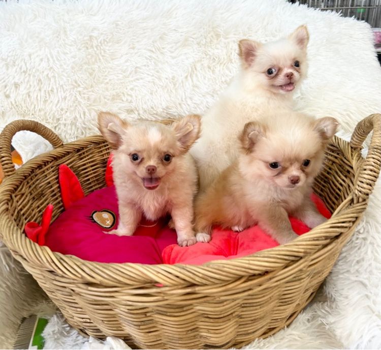 ลูกชิวาวาขนยาว รูปที่ 2