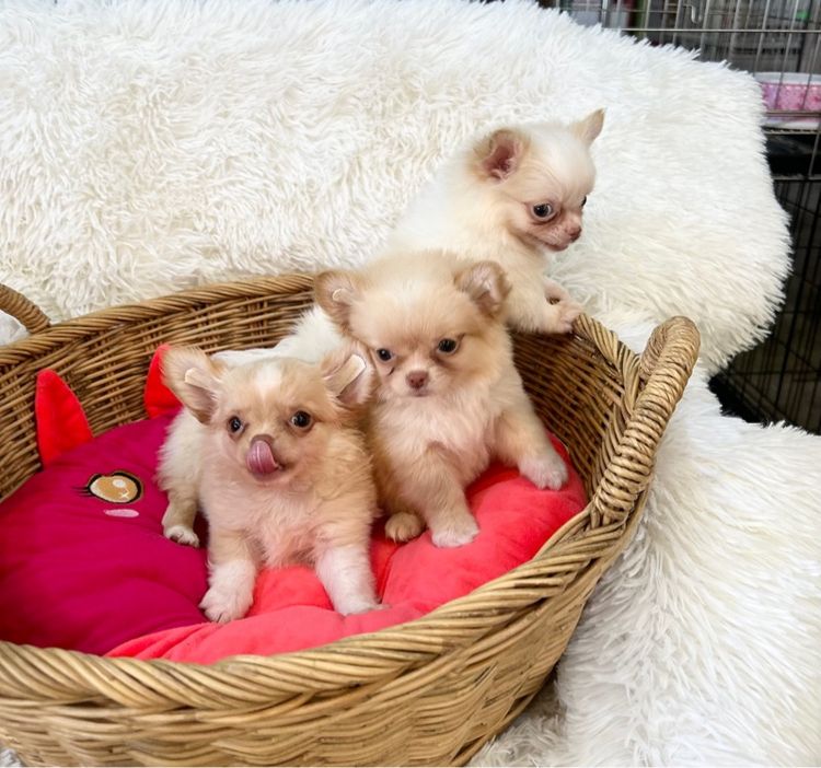 ลูกชิวาวาขนยาว รูปที่ 3