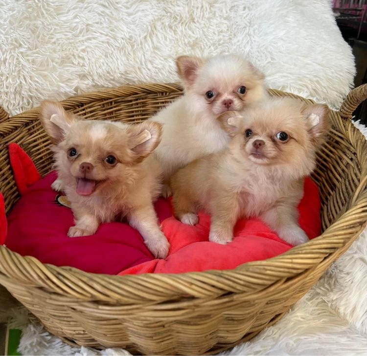 ลูกชิวาวาขนยาว รูปที่ 4