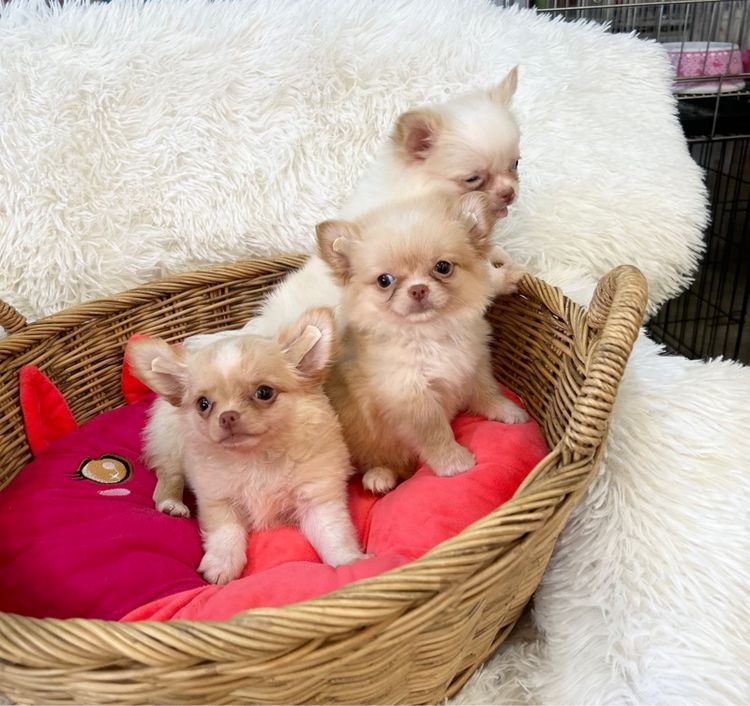 ลูกชิวาวาขนยาว รูปที่ 5