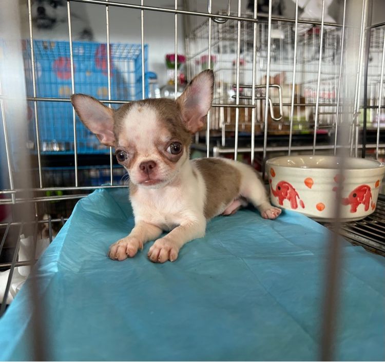 ชิวาวา (Chihuahua) เล็ก ลูกชิวาวาขนยาว