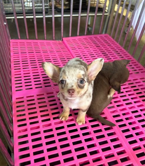 ลูกชิวาวาขนยาว รูปที่ 4