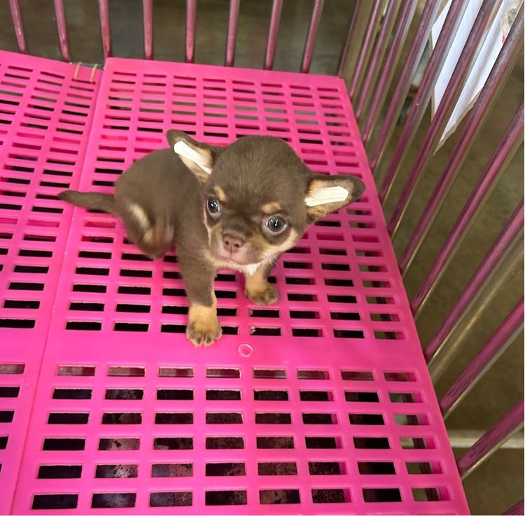 ลูกชิวาวาขนยาว รูปที่ 5