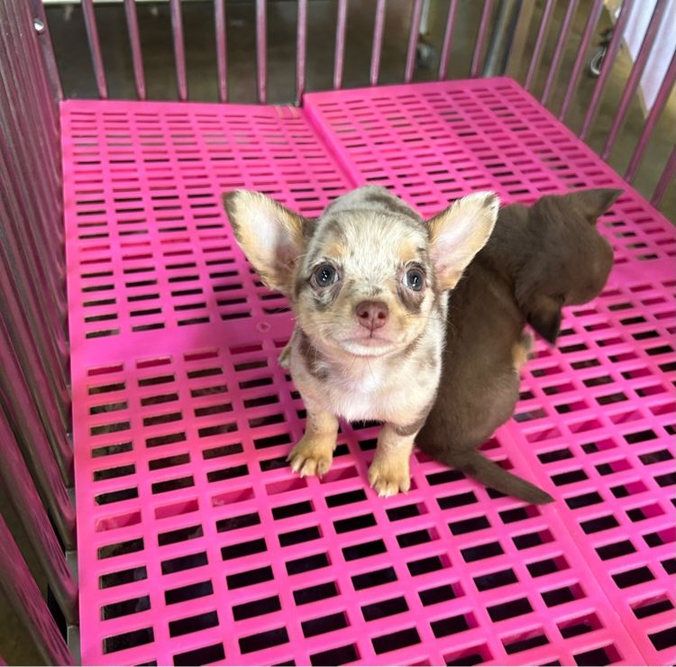 ลูกชิวาวาขนยาว รูปที่ 3