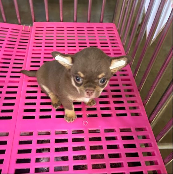 ลูกชิวาวาขนยาว รูปที่ 2