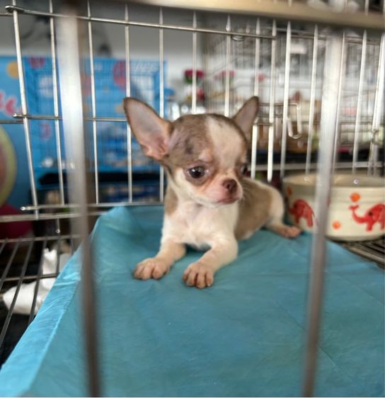 ลูกชิวาวาขนยาว รูปที่ 6